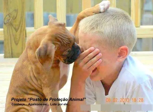 projeto proteção animal