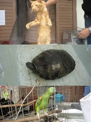 Animais que foram resgatados no bairro Ribeirópolis (Foto: Divulgação/ONG OFA-PG)