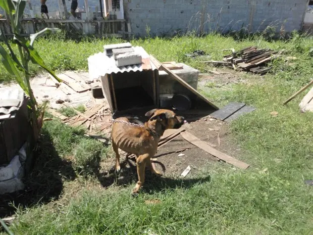 Cachorro com sinais de desnutrição (Foto: Divulgação/ONG OFA-PG)