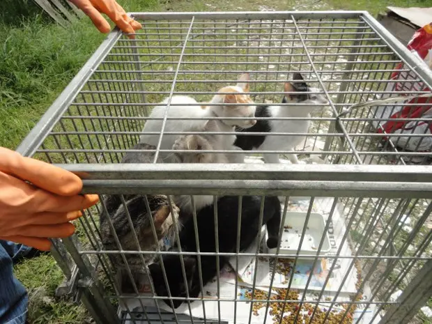 Gatos resgatados em Praia Grande, SP (Foto: Divulgação/ONG OFA-PG)