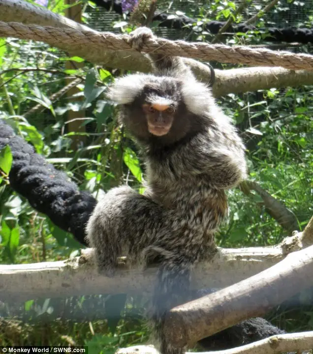 Atualmente Milo pode viver feliz no santuário Monkey World.