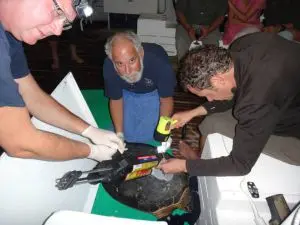 Colocação de chip em tartaruga (Pretoma)