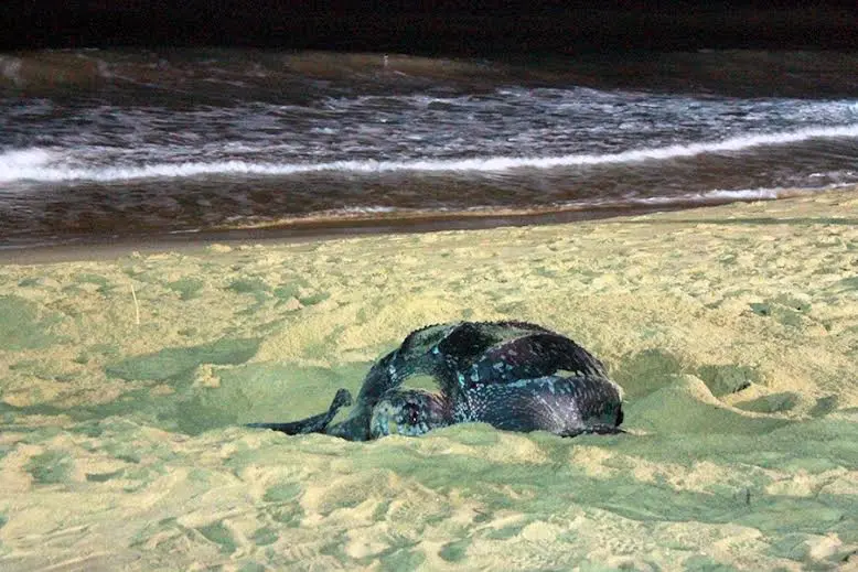 Tartaruga-de-couro (Dermochelys coriaácea). (Foto: Divulgação)