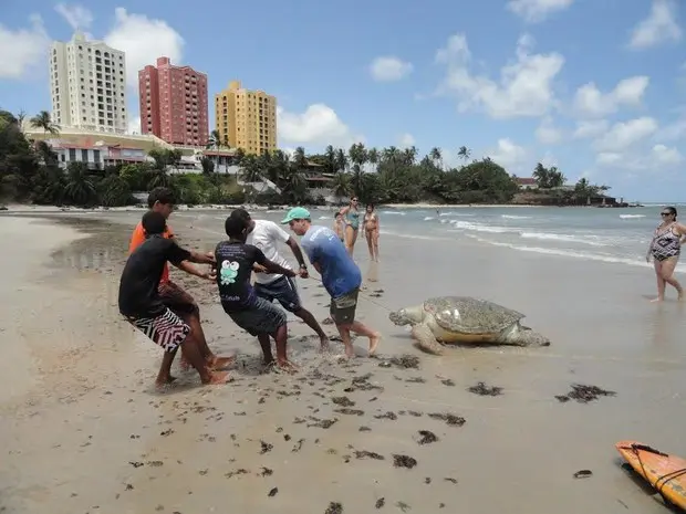 Tartaruga verde encontrada morta foi tirada do mar por voluntários (Foto: Armando Santos)