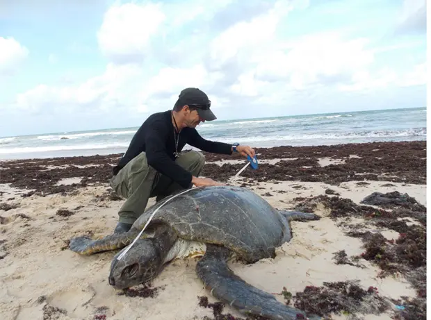 Macho, da espécie Verde, deveria pesar de 80 kg a 100 kg, mais pesava 35 kg. (Foto: Adriano Artoni/ Divulgação)