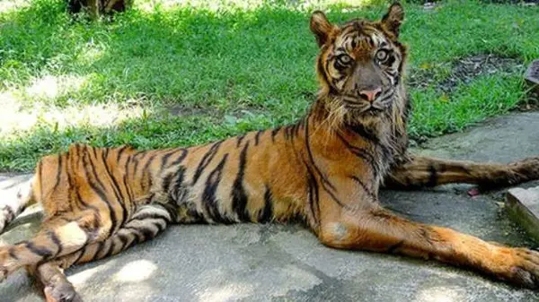 Ativistas denunciam que no Surabaya, da ilha de Java, os animais morrem de fome e, por isso, pedem o seu fechamento. (Foto: Reprodução/ Fair Fax Media)