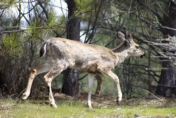 Veado nos Estados Unidos terá seu habitat afetado pelo aquecimento global (Foto: AP Photo/California Department of Fish and Wildlife, Greg Gerstenberg)