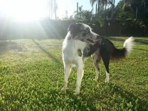 Zeca (Foto: Divulgação)