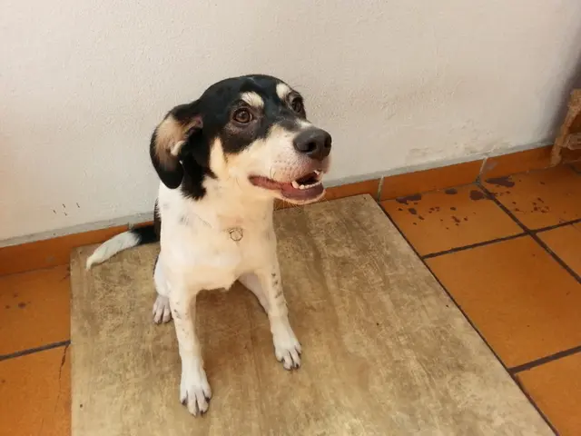 (Foto: divulgação)