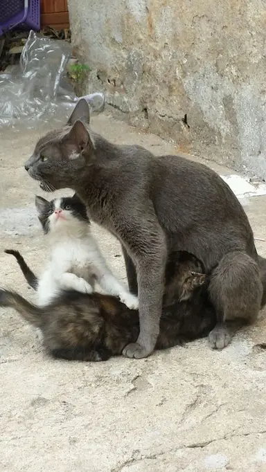 (Foto: divulgação)
