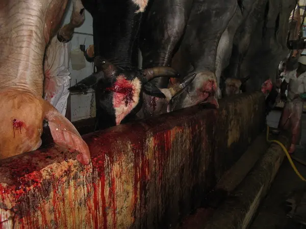 O cérebro das vacas e sua falta de maturidade--