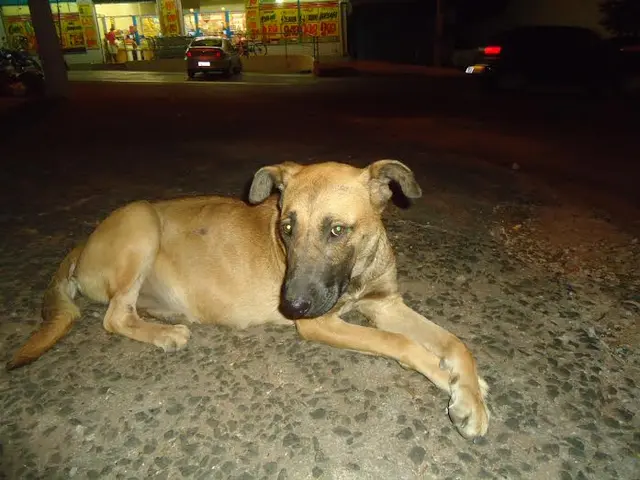 (Foto: divulgação)