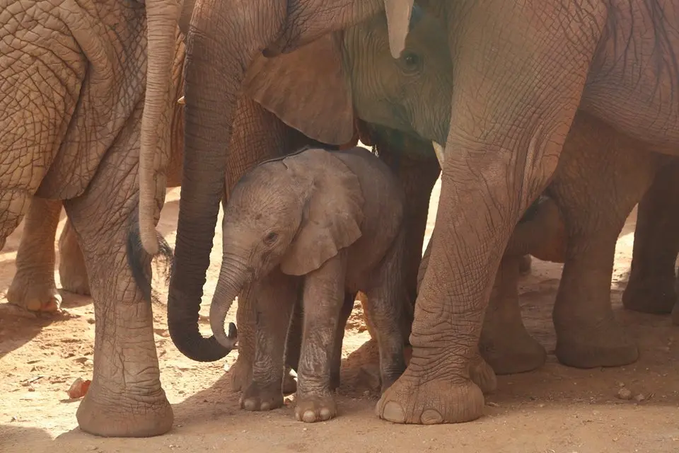  Foto: David Sheldrick Wildlife Trust/Facebook