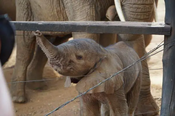  Foto: David Sheldrick Wildlife Trust/Facebook