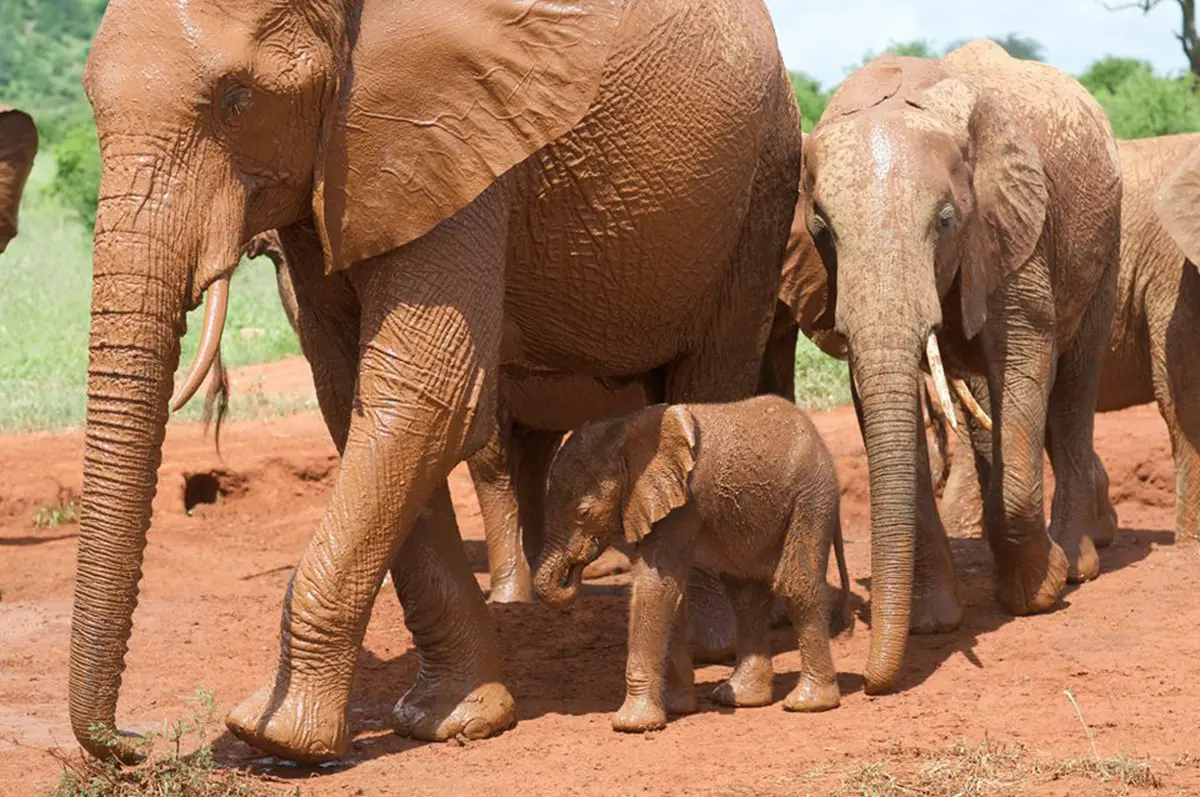  Foto: David Sheldrick Wildlife Trust/Facebook