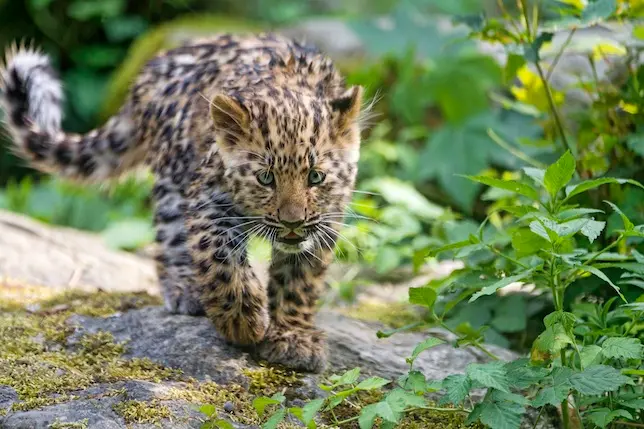 Leopardos-de-amur têm de um a quatro filhotes a cada cria, que tipicamente deixam a companhia de suas mães após completarem 18 a 24 meses. Foto: Tambako the Jaguar/Flickr