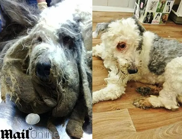 Cão leva horas para cortar pelo após ser trancado em apartamento por um ano