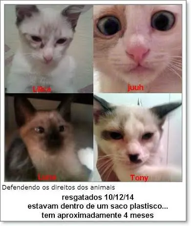 cat 1