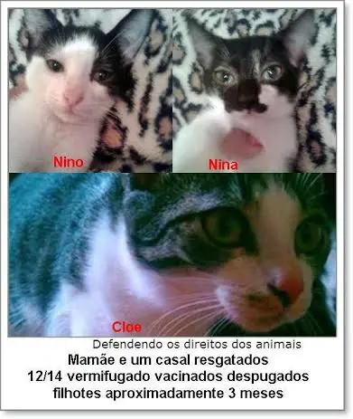 cat 2