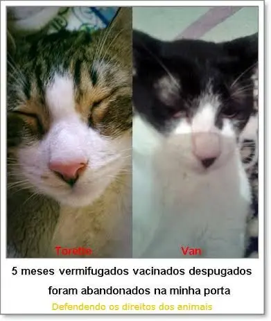 cat 4