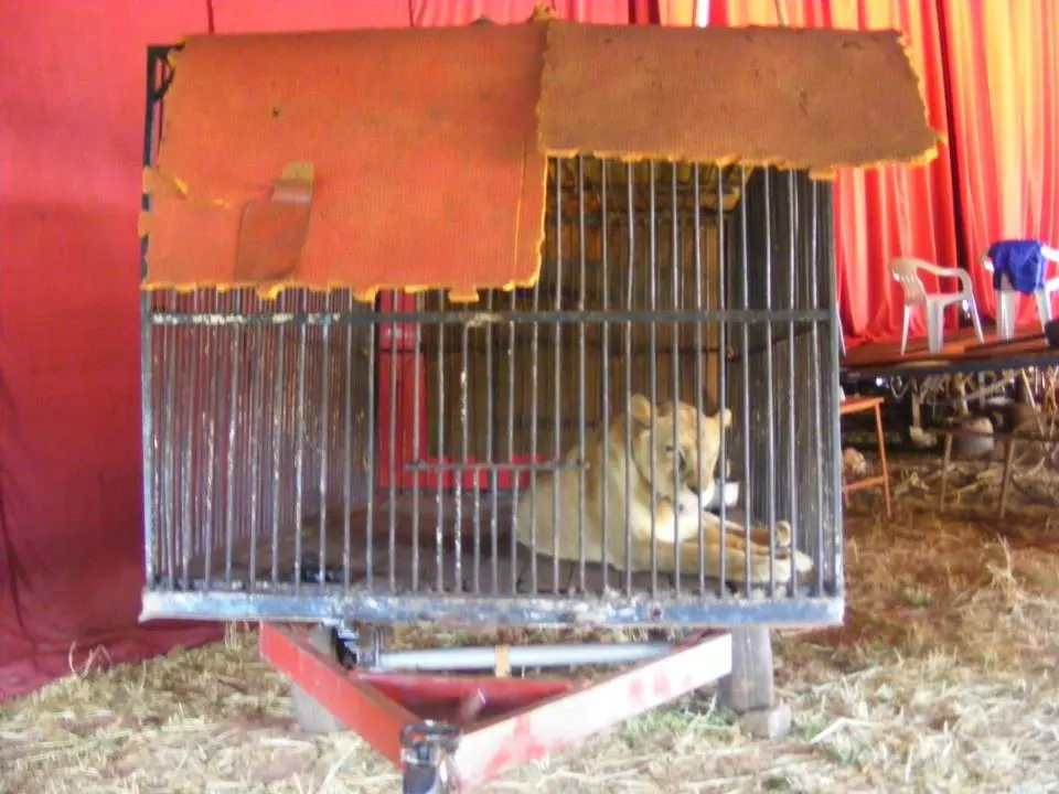 Segundo o Circo Zanquetini essa fêmea tem 24 anos. Então são mais de duas décadas vivendo nesse local só saindo para se apresentar ao "respeitável público" (Foto: ARPA Brasil)