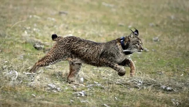 Um lince-ibérico nascido em cativeiro é liberado n natureza perto de Villafranca de Córdoba, na Espanha, em 2009. Foto: Cristina QUICLER / AFP / Getty Images