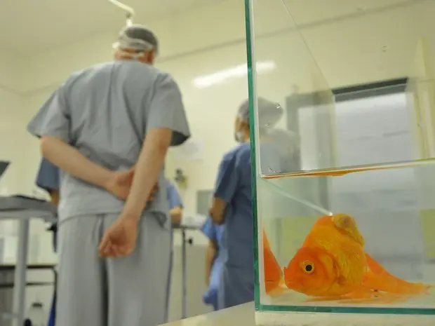 Veterinários retiraram tumor de peixinho dourado (Foto: Gelsoli Casagrande/Divulgação)