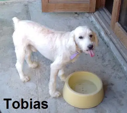tobias