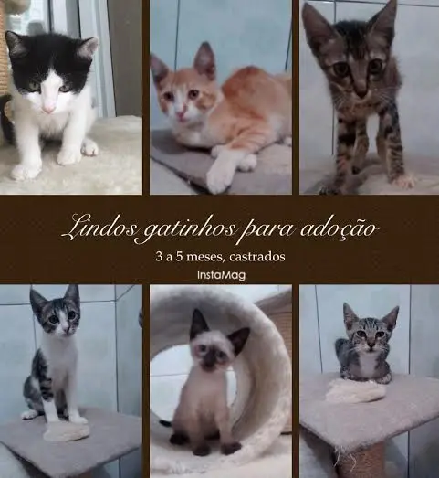 (Foto: divulgação)