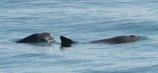 Vaquitas são tímidos e fogem de barcos, mas isso não impede que fiquem presas em redes de pesca. Foto: NOAA