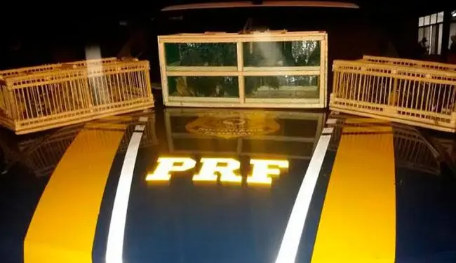 Três gailoas com as aves dentro foram encontradas no interior do veículo abordado pela PRF