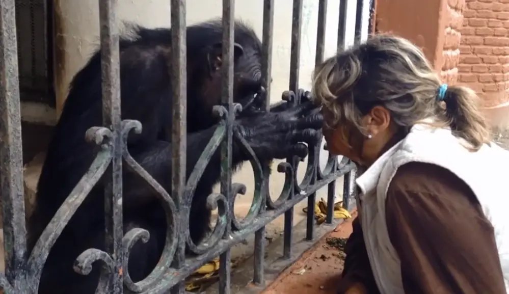 Chimpanzé Monti (Foto: GAP Argentina)