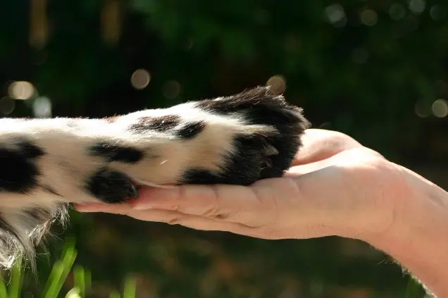 Não cuidar dos animais abandonados é privá-los de um direito que eles têm, sendo um dever do estado e também do município (Foto: Divulgação/Ilustração) 