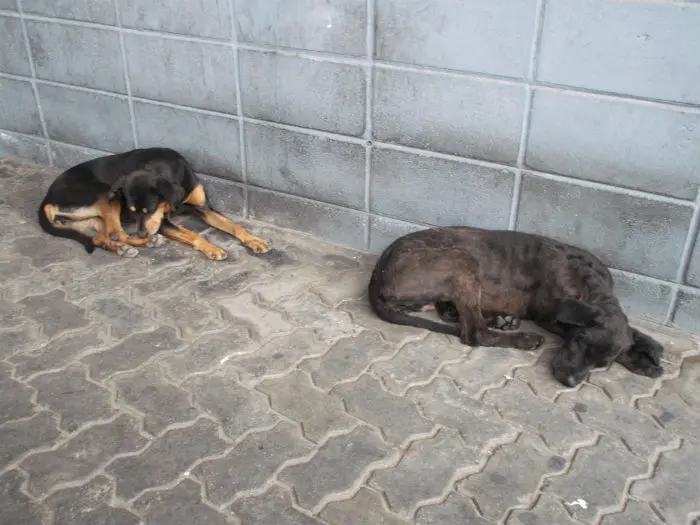 Cachorros estão abandonados há mais de uma semana em Embu das Artes 