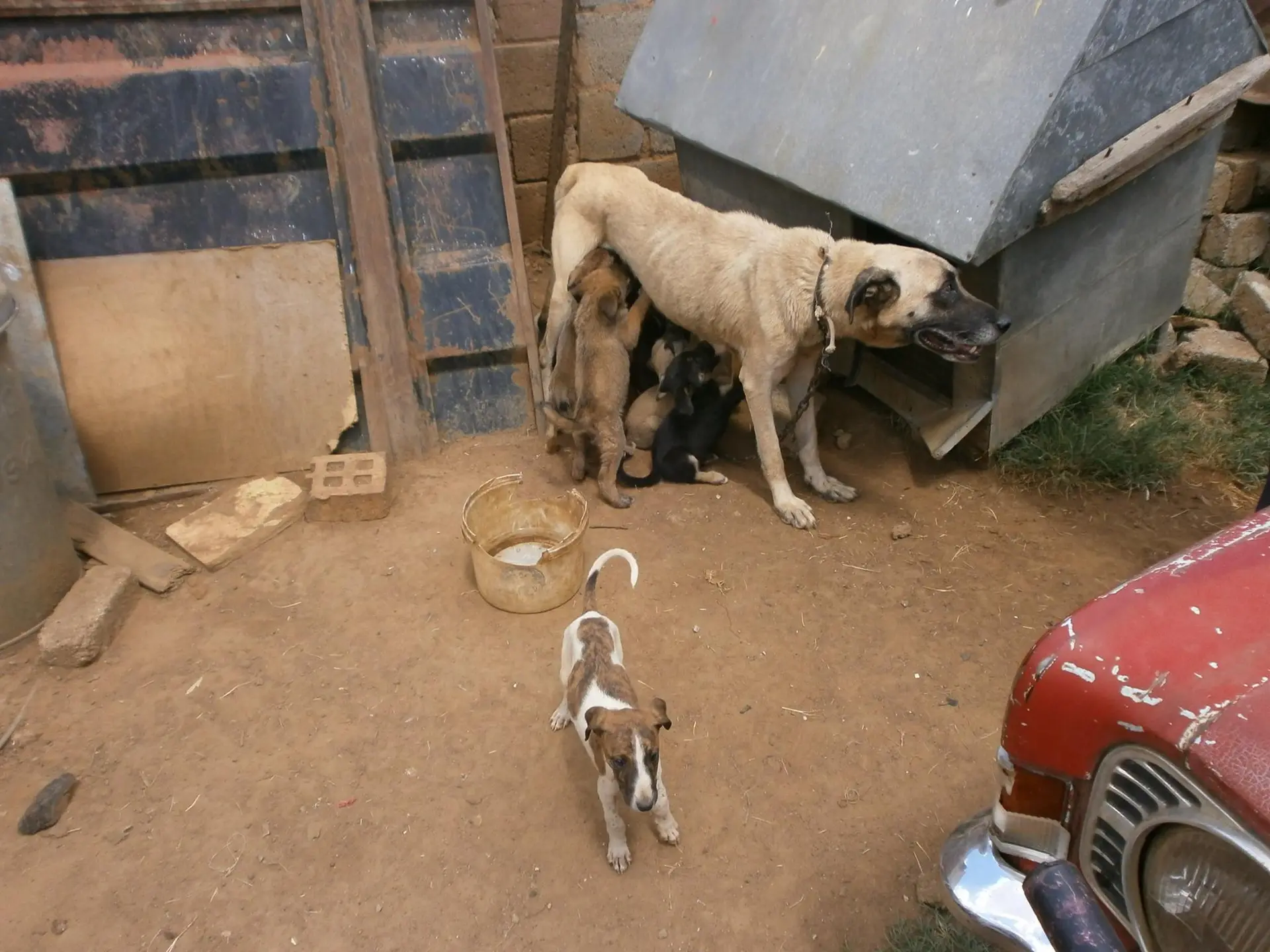 (Foto: SPCA Roodepoort Maraisburg)