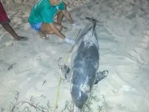 Golfinho foi encontrado morto na Pajuçara (Foto: Divulgação/ Biota)