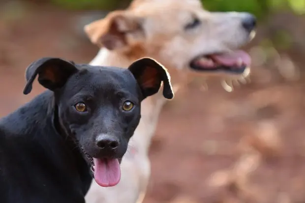 Pitoco ajudou a encontrar a dona desaparecida