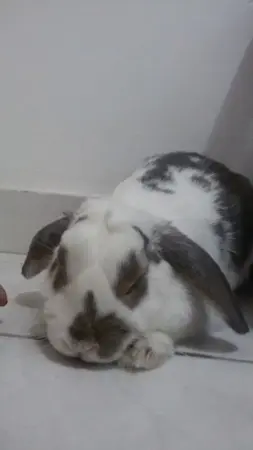 coelho