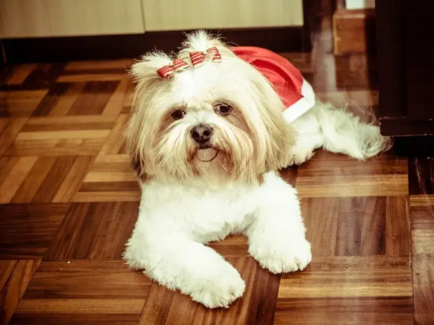 Cachorra foi roubada em setembro em Porto Alegre (Foto: Arquivo pessoal)