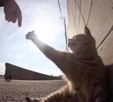 gato