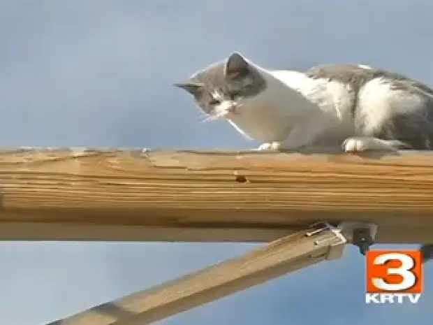 Gato foi parar no topo do poste após ter sido persguido por cães, segundo relatos de moradores à emissora de TV local (Foto: Reprodução/KRTV)