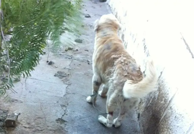 Um dos cães com as patas amarradas