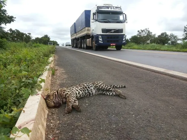 Onça pintada é encontrada morta na BR-153 (Foto: Divulgação/Paparazzo Caminhões da BR-153)