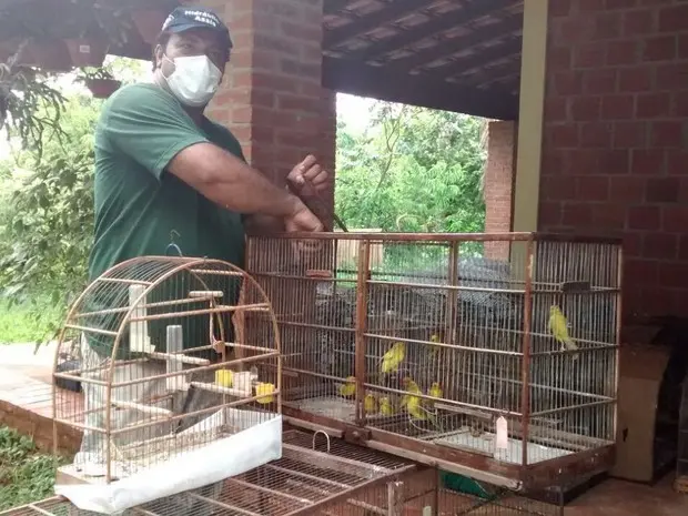 Pássaros foram levados para associação protetoras dos animais em Assis (Foto: Ricardo Freitas/ TV TEM)