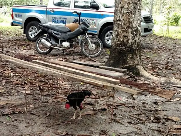 Galos estavam sendo utilizados para promover brigas (Foto: Divulgação/ Polícias Civil e Militar de Prainha)