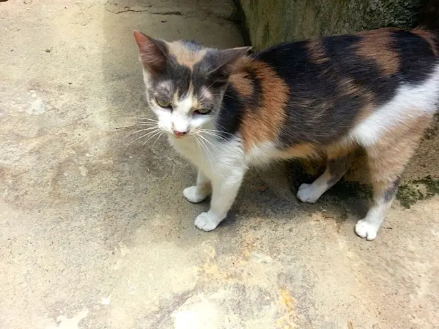 Trixi