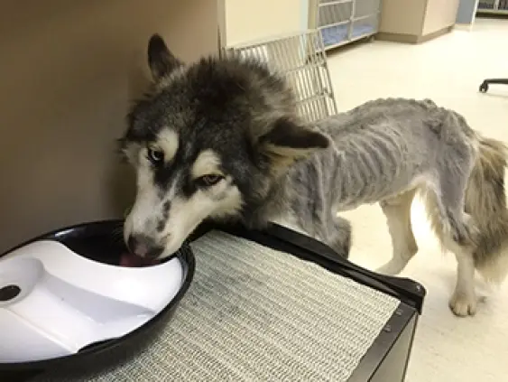 Willow se recupera bem.(Foto: BC SPCA)