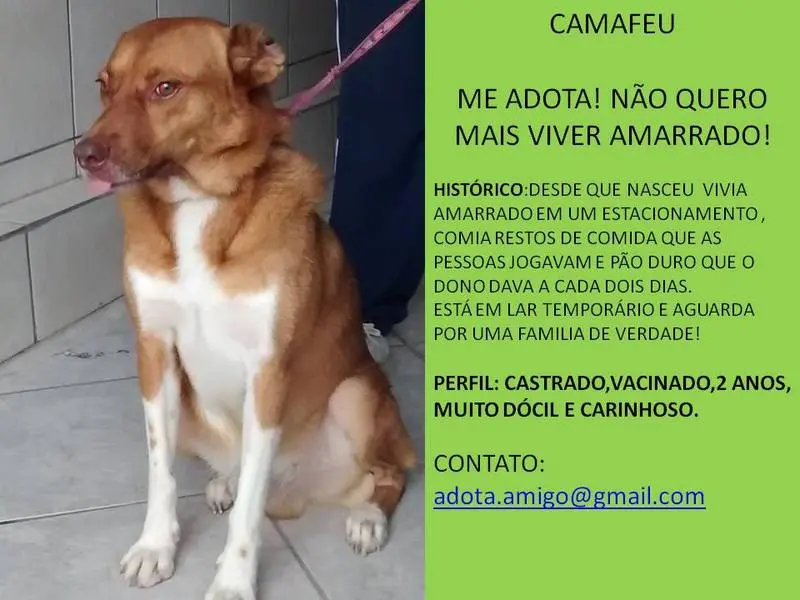 CAMAFEU