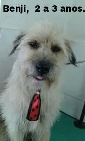 benji
