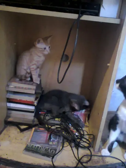 Foto: Divulgação
